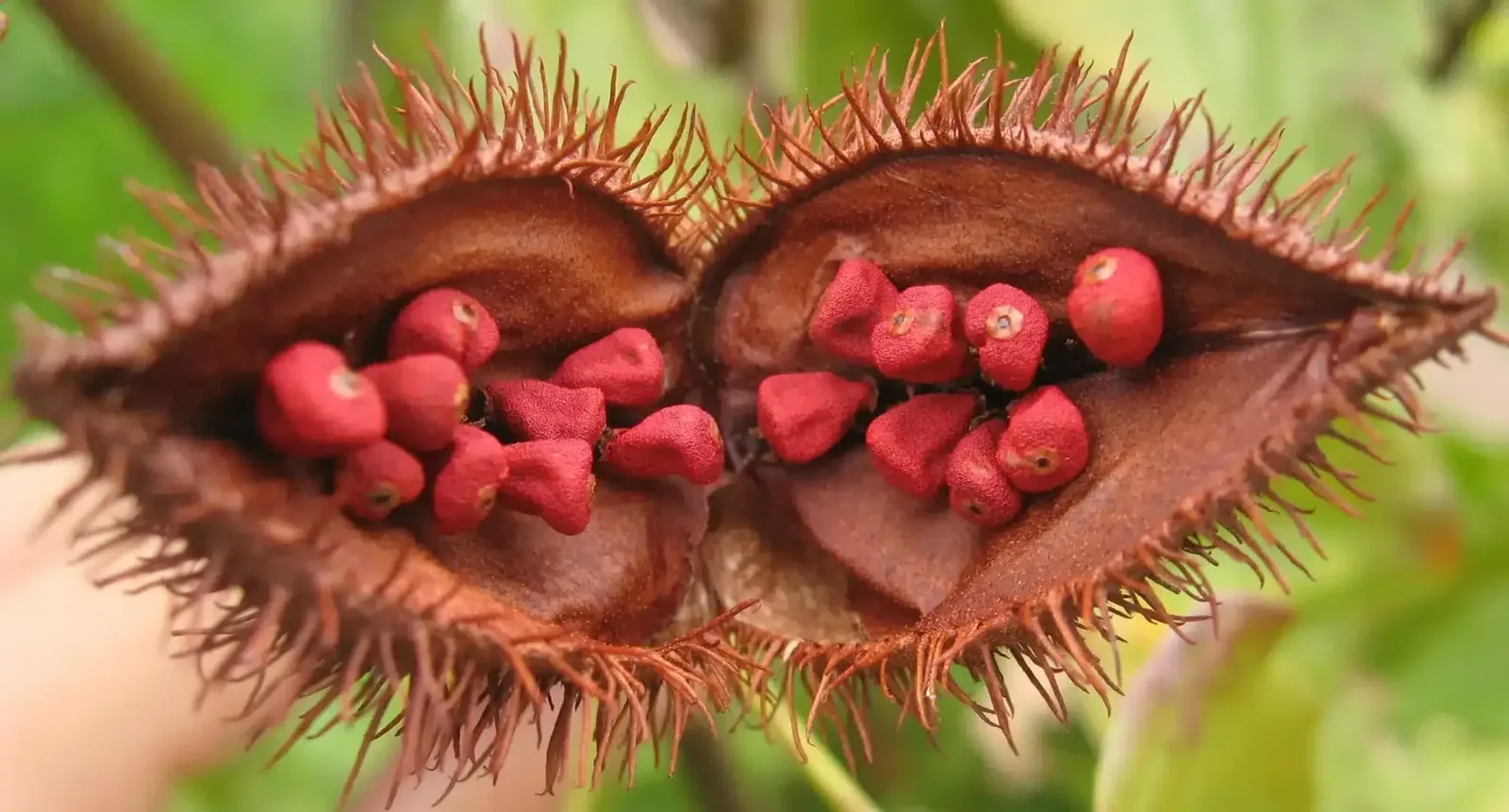 Keep your things safe from the wildlife in Manuel Antonio