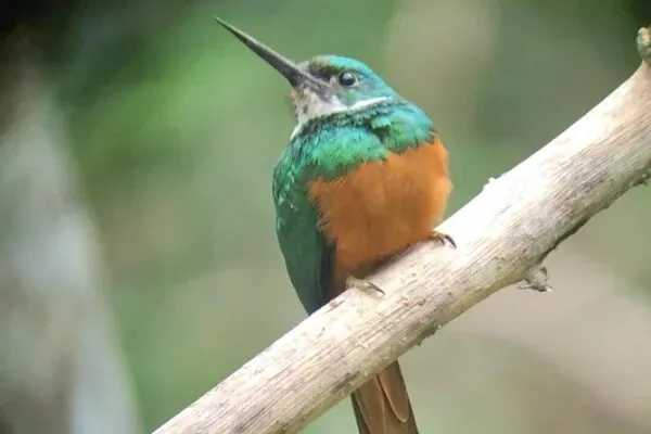 Rainforest bird spotted with a naturalist guide in the Naranjito hills