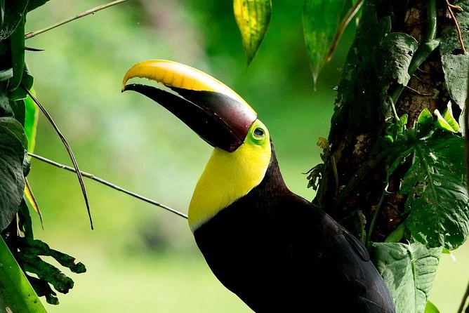 Birdwatching | Birding Private Tour