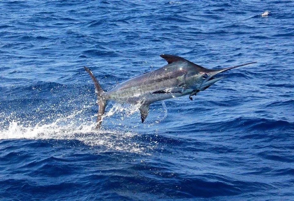 Blue marlin caught sport fishing in Costa Rica