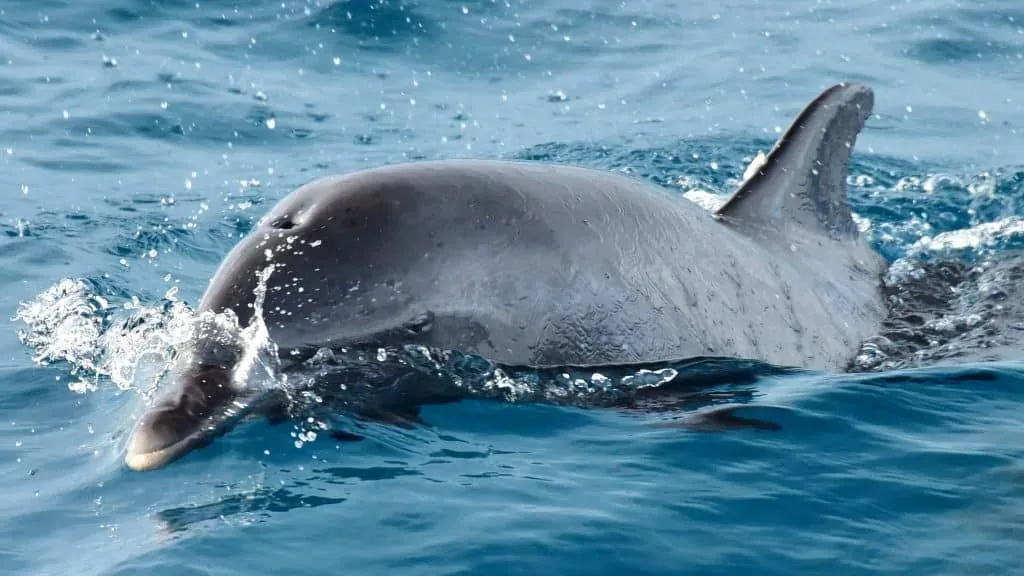 Bottlenose dolphin surfacing in the Pacific off the Costa Rica coast