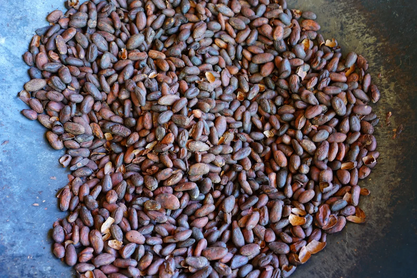 Cacao beans on a Costa Rica chocolate and coffee farm tour at Finca Tucanes