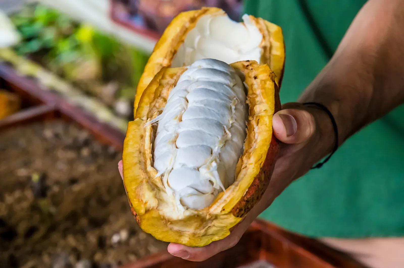 Costa Rican chocolate and cacao on a bean-to-bar tour