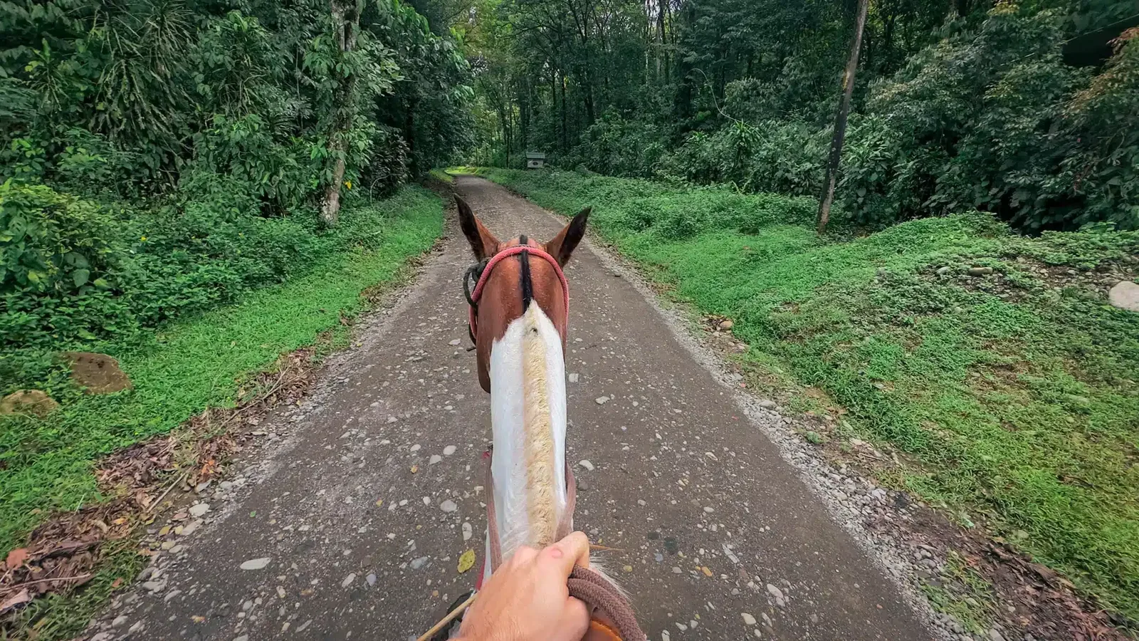 Horse on a forest trail to a waterfall near Jacó