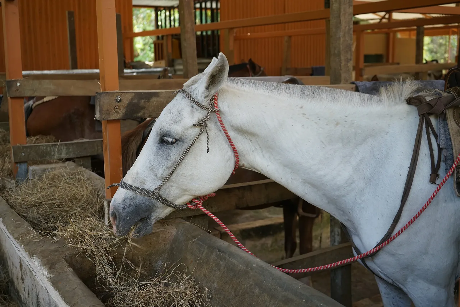 Well-trained horse at the Tucanes Tours stables in Londres