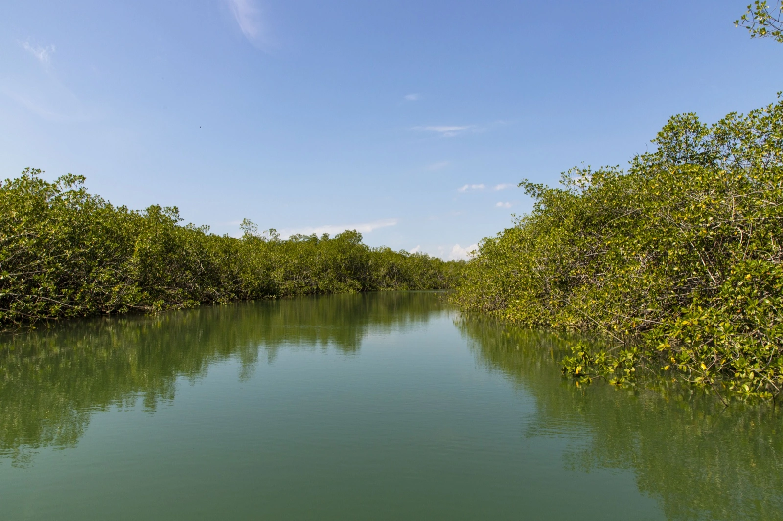 Wide mangrove channel with still green water and dense mangrove walls on both sides at Isla Damas, Costa Rica