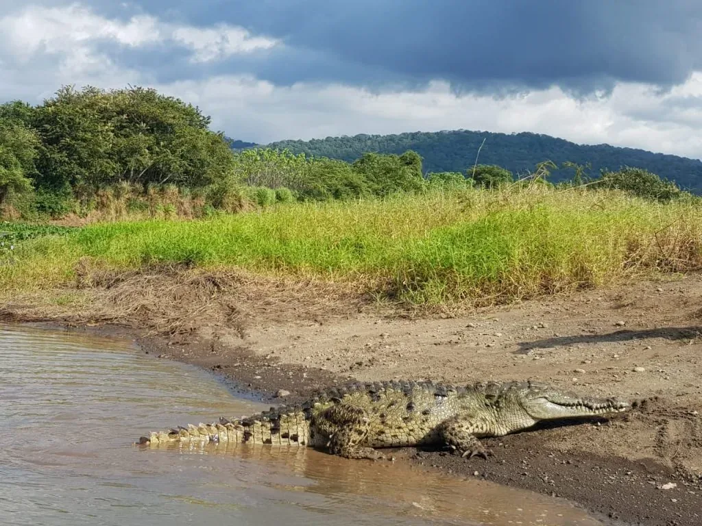 Large American crocodile resting on the sandy bank of the Tarcoles River