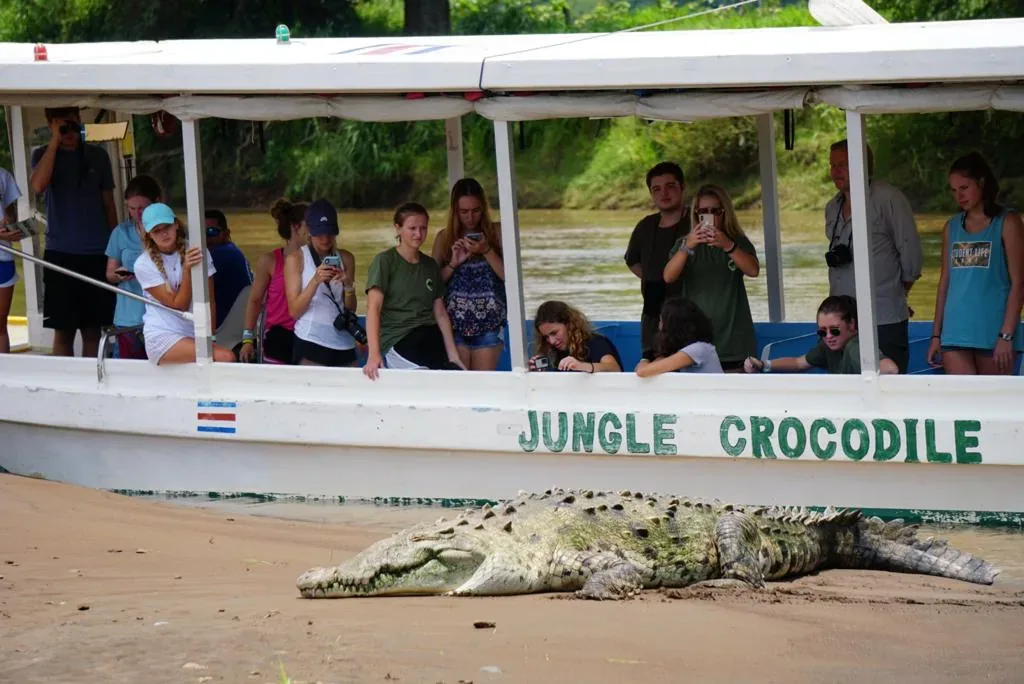 Tárcoles River crocodile and mangrove safari cruise excursion, Costa Rica