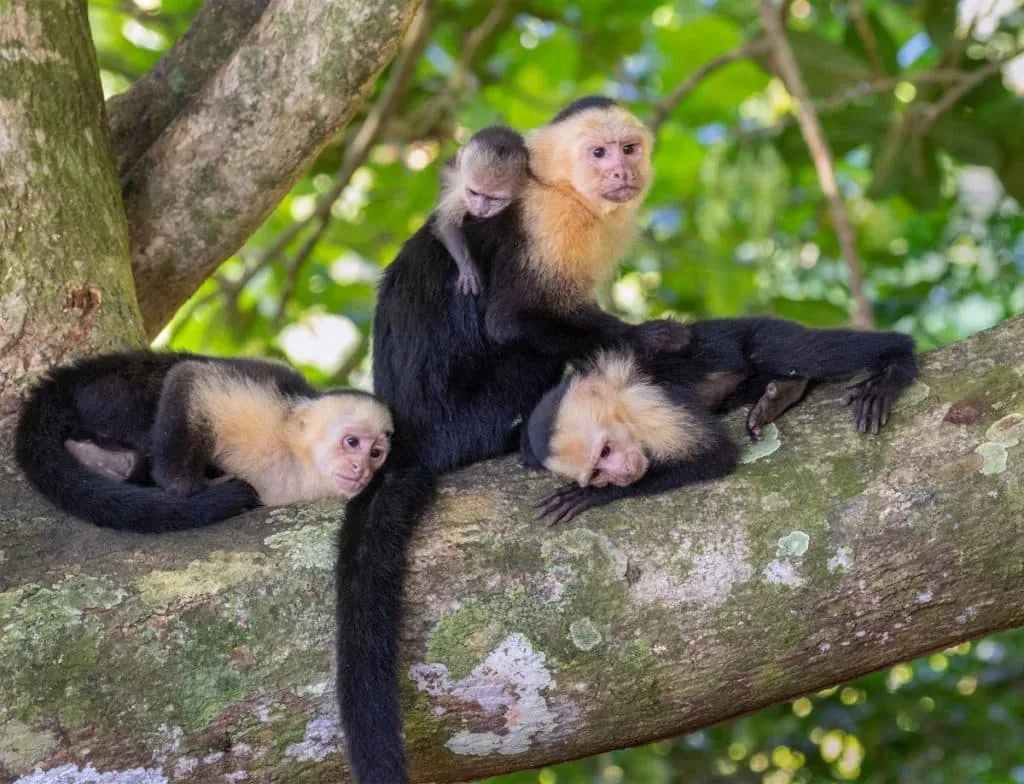 White-faced capuchin monkey in Manuel Antonio National Park