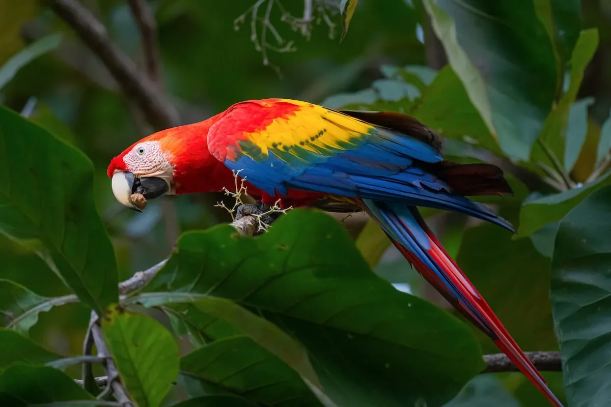 Keep your things safe from the wildlife in Manuel Antonio