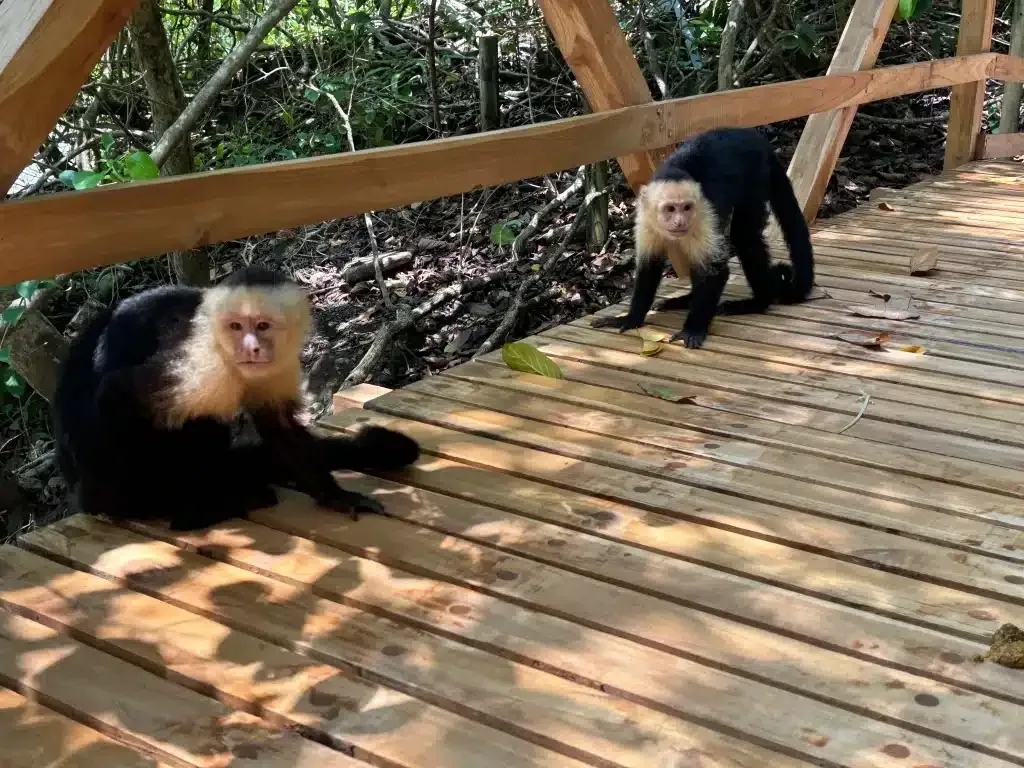 Monkeys in the National Park