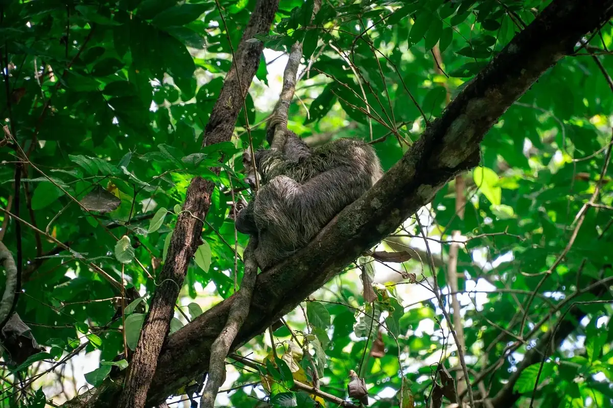 Sloth resting on a tree branch in the rainforest canopy of Manuel Antonio National Park, Costa Rica