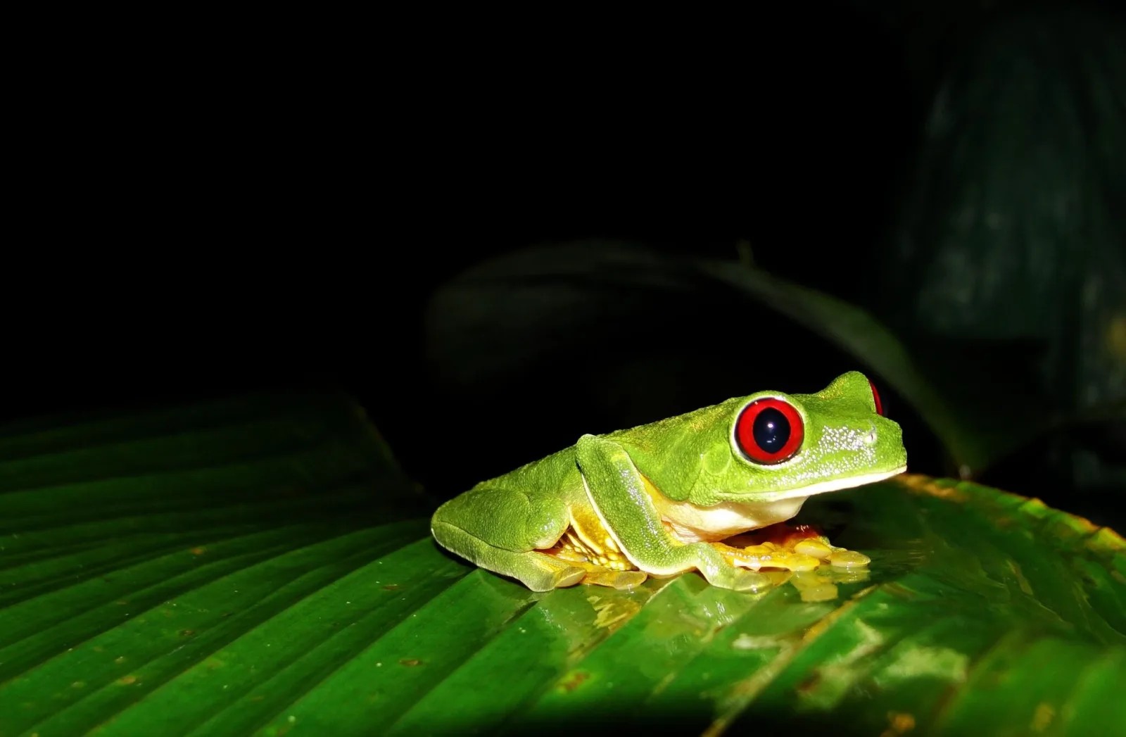 Jungle Night Walk