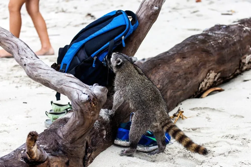 Keep your things safe from the wildlife in Manuel Antonio