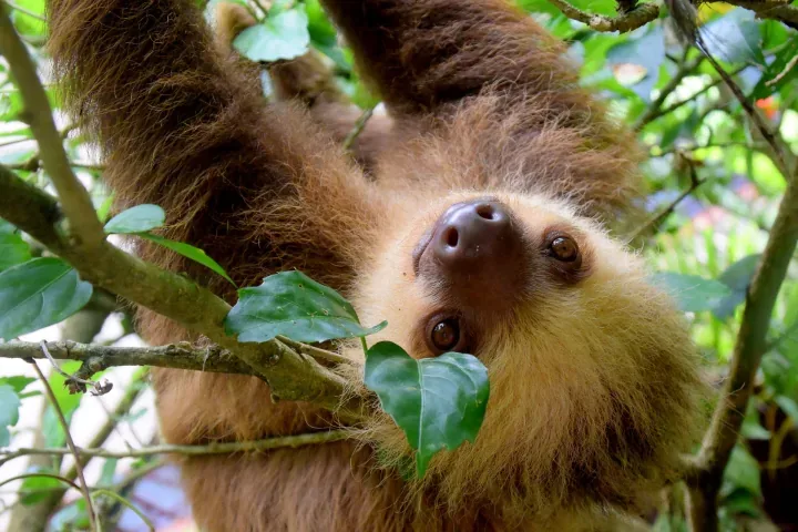 Sloths hanging out at the Golfito Wildlife Refuge
