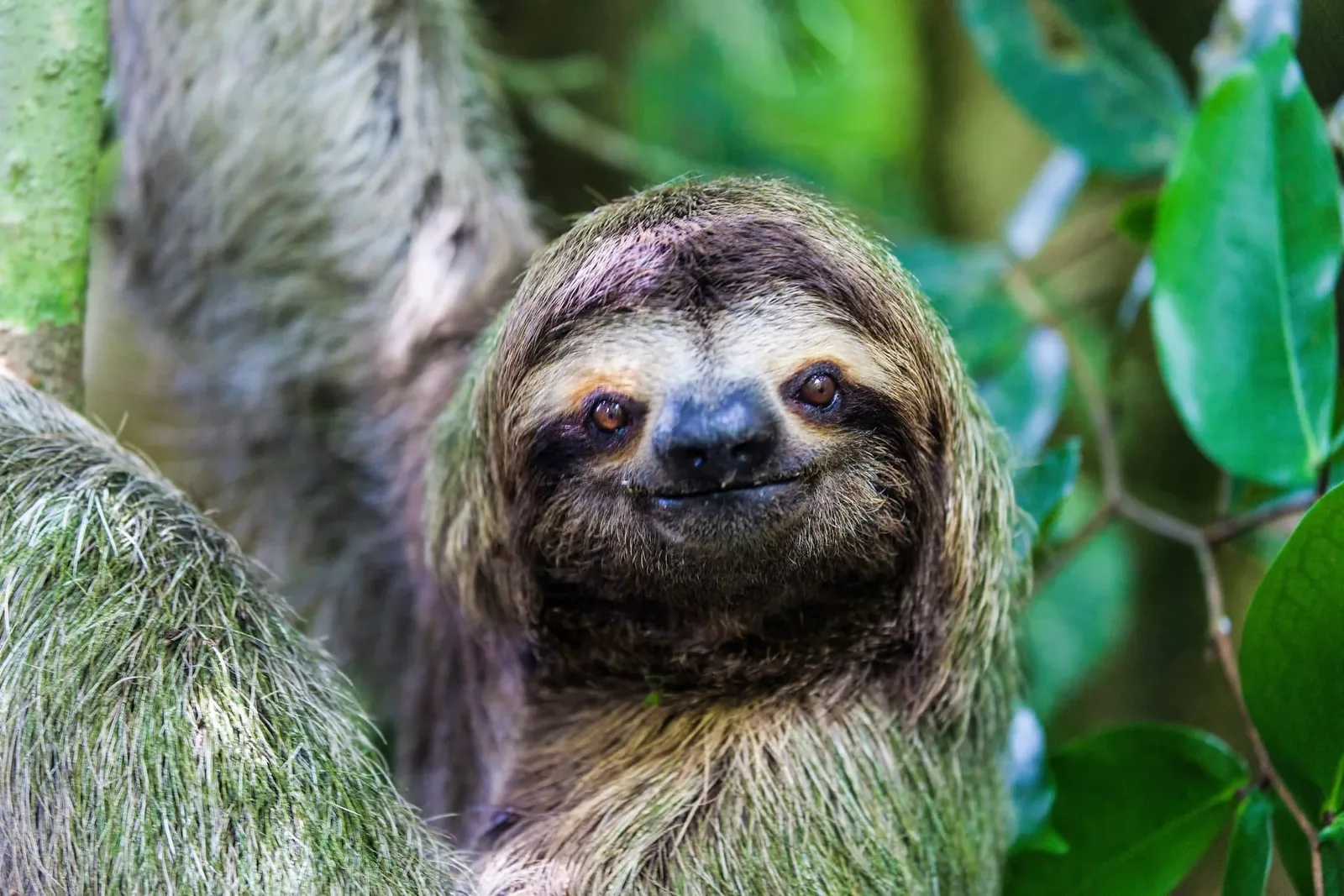 Sloths hanging out at the Golfito Wildlife Refuge