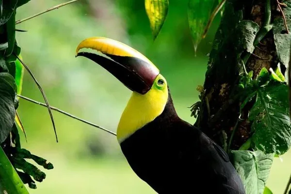 Keel-billed toucan on a private birdwatching tour in Costa Rica