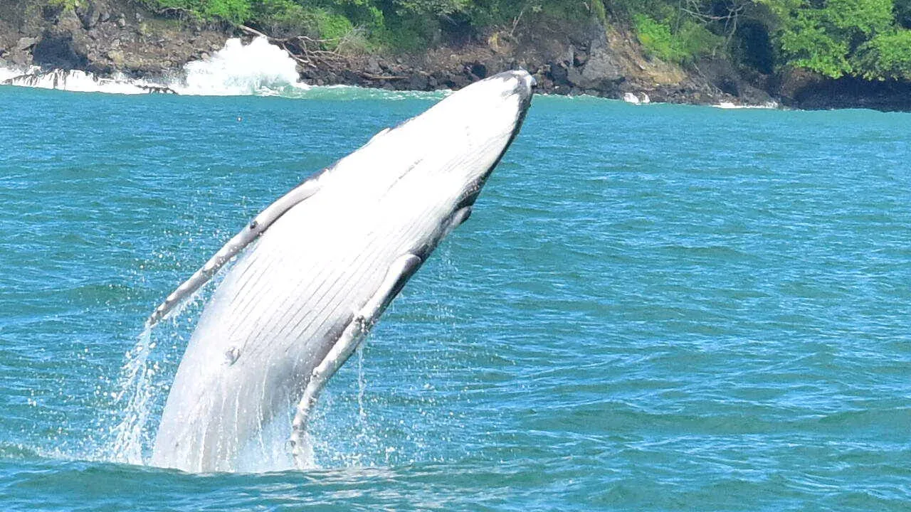 Whale Watching, Marino Ballena