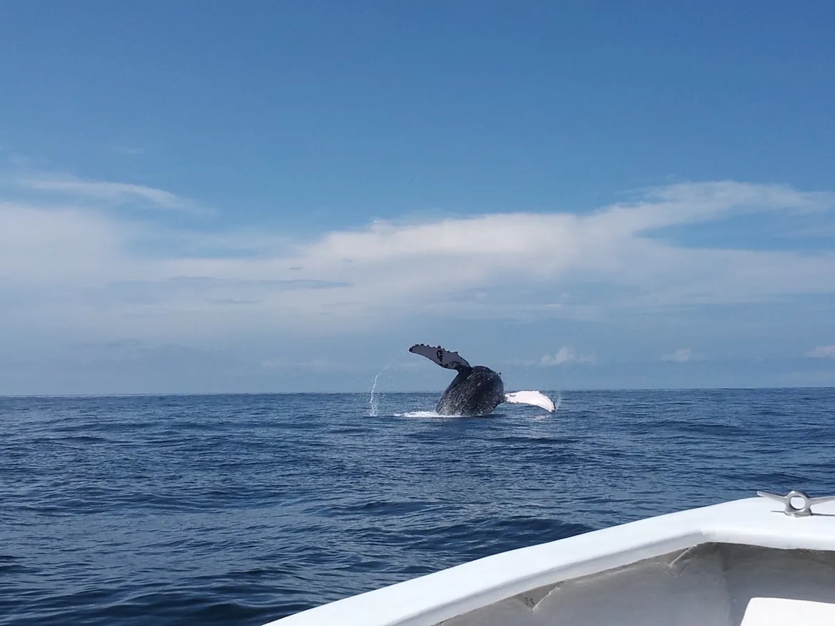 Whale watching in Quepos